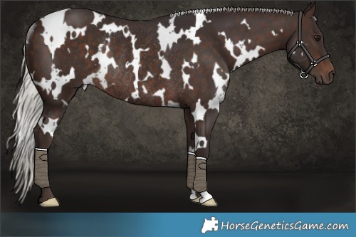 Horse Color:White Spotted Silver Brown Rabicano 