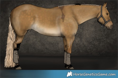 Horse Color:Void White Spotted Chocolate Palomino Dun Tobiano Rabicano 