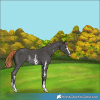 Horse Color:Liver Chestnut Sabino Rabicano