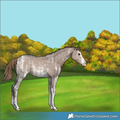 Horse Color:Liver Red Dun Sabino Rabicano 