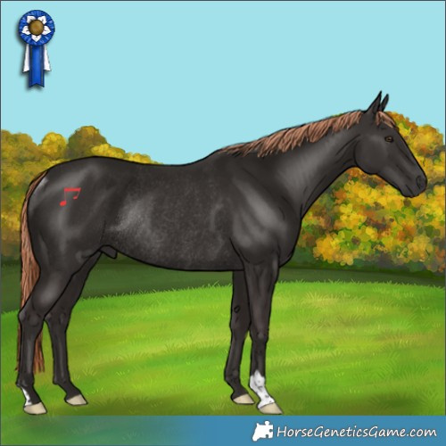 Horse Color:Liver Chestnut Rabicano 