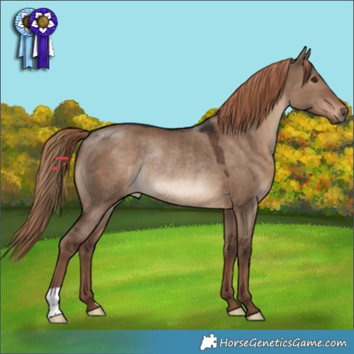 Horse Color:Liver Red Dun Rabicano 