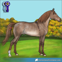 Horse Color:Liver Red Dun Rabicano 