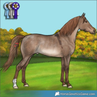 Horse Color:Liver Red Dun Rabicano 