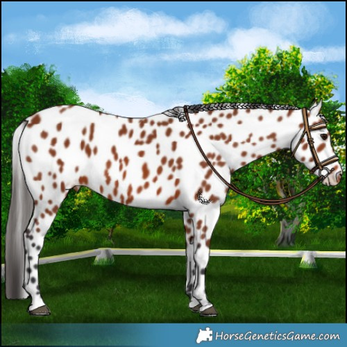 Horse Color:Bay Leopard 