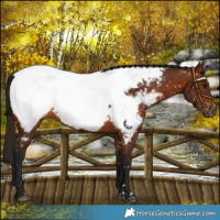 Horse Color:Gray Bay Appaloosa 