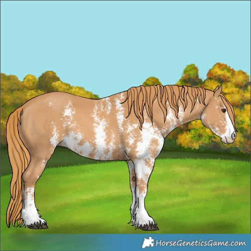 Horse Color:Chestnut Sabino