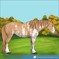 Horse Color:Chestnut Sabino