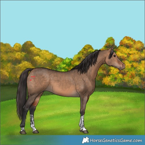 Horse Color:Bay Dun  and Bay Dun 