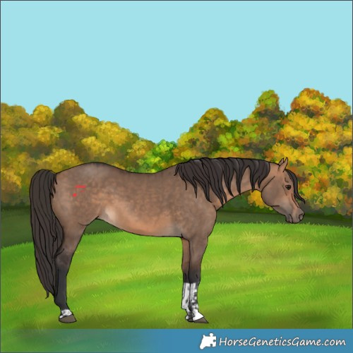 Horse Color:Bay Dun  and Bay Dun 