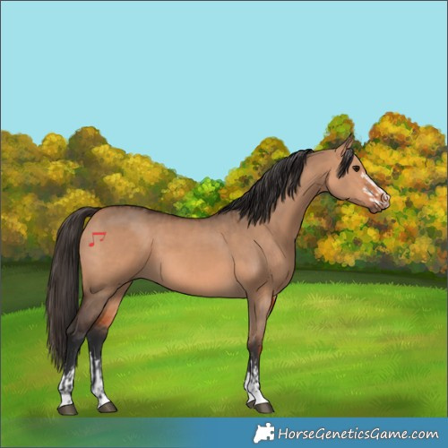 Horse Color:Bay Dun  and Bay Dun 