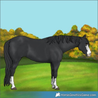 Horse Color:Black 