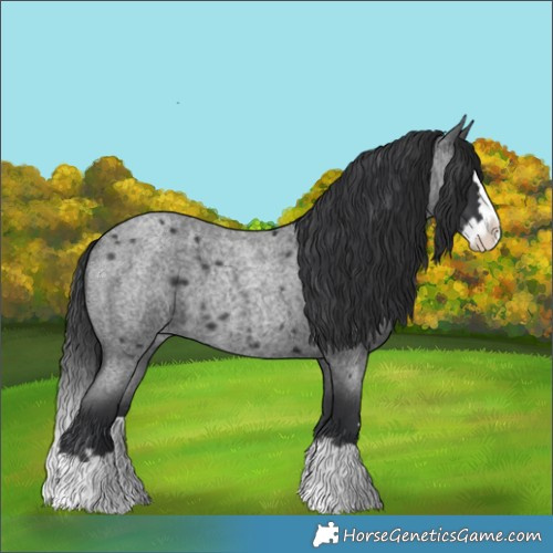 Horse Color:Blue Roan Splash