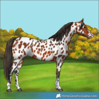 Horse Color:Bay Appaloosa