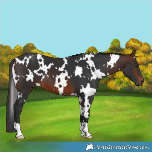 Horse Color:White Spotted Brown 