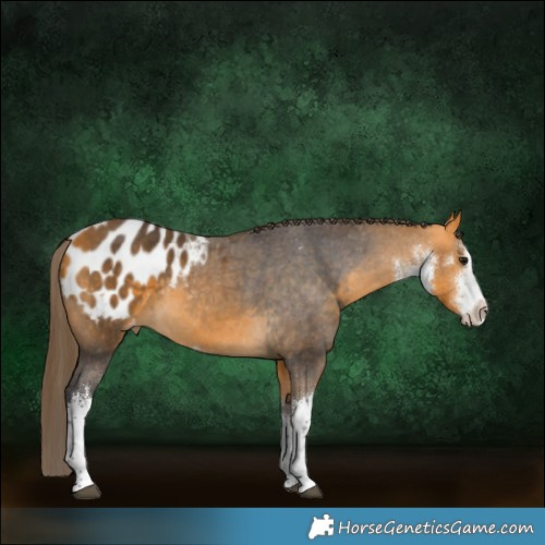 Horse Color:White Spotted Buckskin Appaloosa 