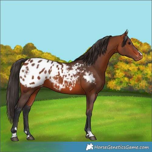 Horse Color:Bay Appaloosa