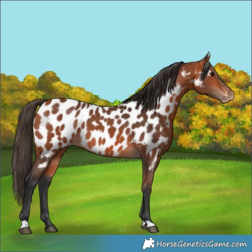 Horse Color:Bay Appaloosa 