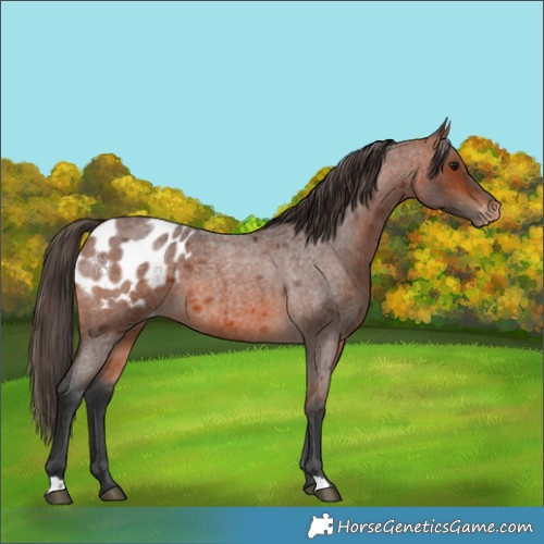 Horse Color:Bay Roan Appaloosa