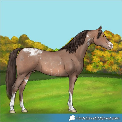 Horse Color:Sable Champagne Sabino Tobiano Blanket and Sable Champagne Sabino Tobiano Blanket