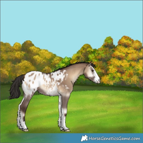 Horse Color:Liver Red Dun Onyx Sabino Appaloosa Rabicano