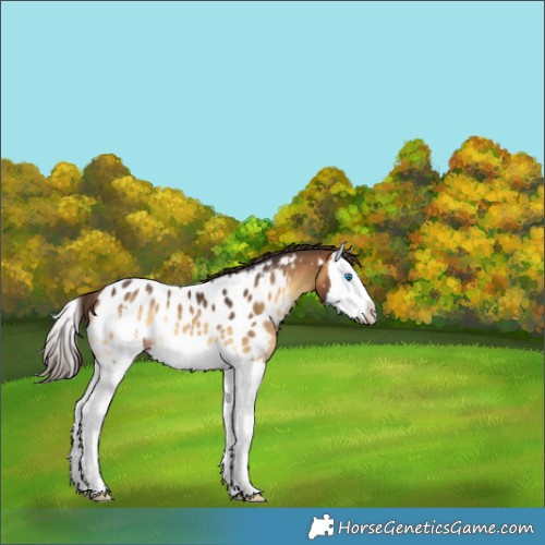 Horse Color:Buckskin Onyx Sabino Splash Appaloosa Rabicano