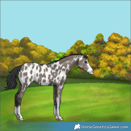 Horse Color:Grullo Sabino Appaloosa