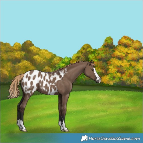 Horse Color:Liver Red Dun Appaloosa