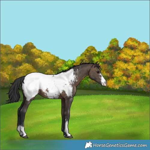 Horse Color:Brown Dun Sabino Appaloosa Brindle