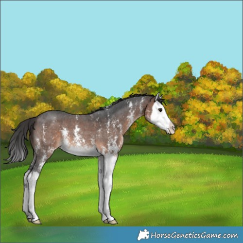 Horse Color:Brown Sabino Splash 