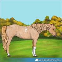 Horse Color:Red Roan Tobiano 