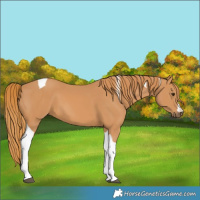 Horse Color:Unknown 