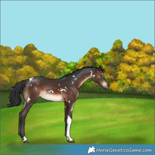 Horse Color:White Spotted Brown Tobiano 