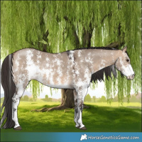 Horse Color:Bay Dun Sabino 