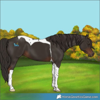 Horse Color:Liver Chestnut Tobiano
