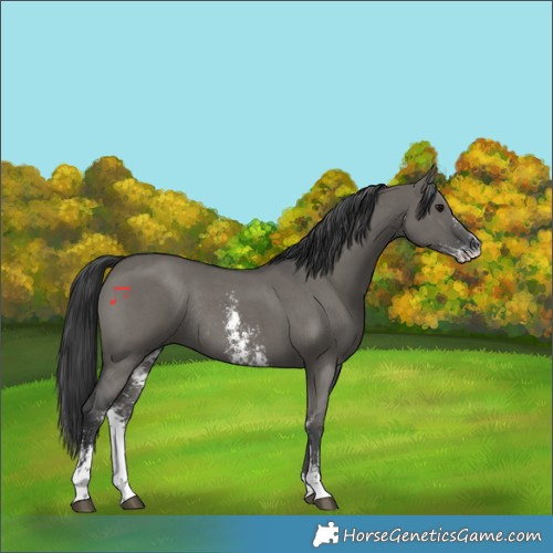 Horse Color:Grullo Sabino Rabicano 