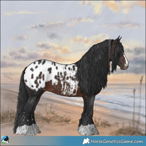 Horse Color:Brown Appaloosa