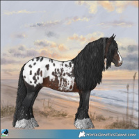 Horse Color:Brown Appaloosa