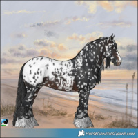 Horse Color:Brown Appaloosa