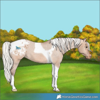 Horse Color:Silver Bay Dun Tobiano Blanket 