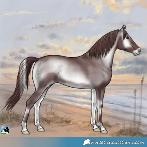 Horse Color:Chocolate Blue Onyx Chinchilla Rabicano 