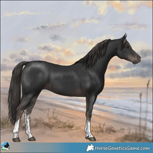 Horse Color:Gray Platinum Liver Chestnut Sabino Tobiano 