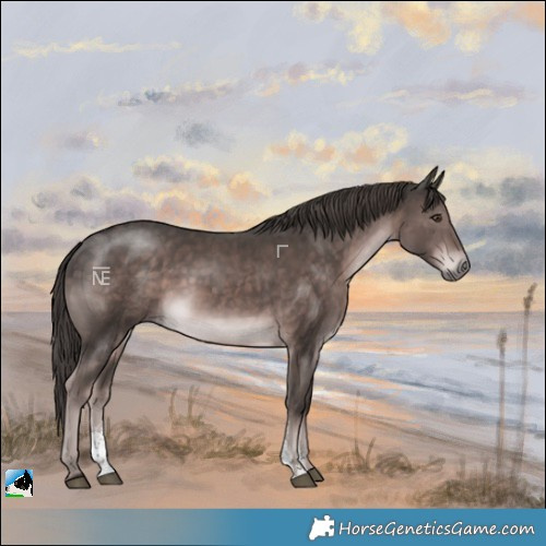 Horse Color:Platinum Liver Chestnut Sabino Rabicano 