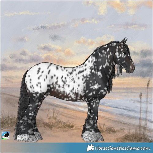 Horse Color:Brown Appaloosa 