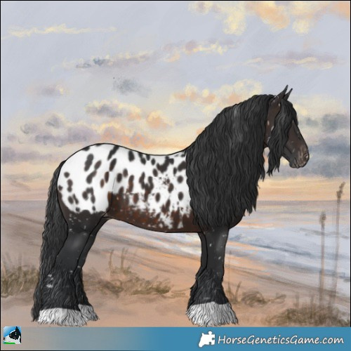 Horse Color:Brown Appaloosa