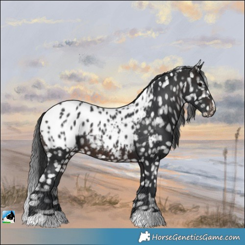 Horse Color:Brown Appaloosa
