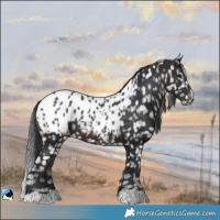 Horse Color:Brown Appaloosa 
