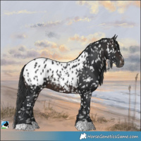 Horse Color:Brown Appaloosa 