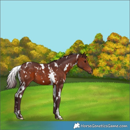 Horse Color:White Spotted Chocolate Brown 