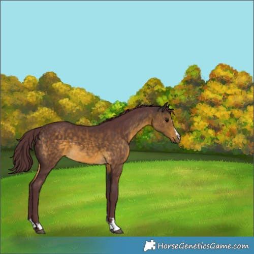 Horse Color:Chocolate Buckskin 